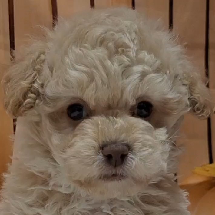 福岡県のビションプー(ビションフリーゼ×プードル) (犬の家＆猫の里トリアス久山店/2025年9月30日生まれ/女の子/クリーム)の子犬の1枚目の画像