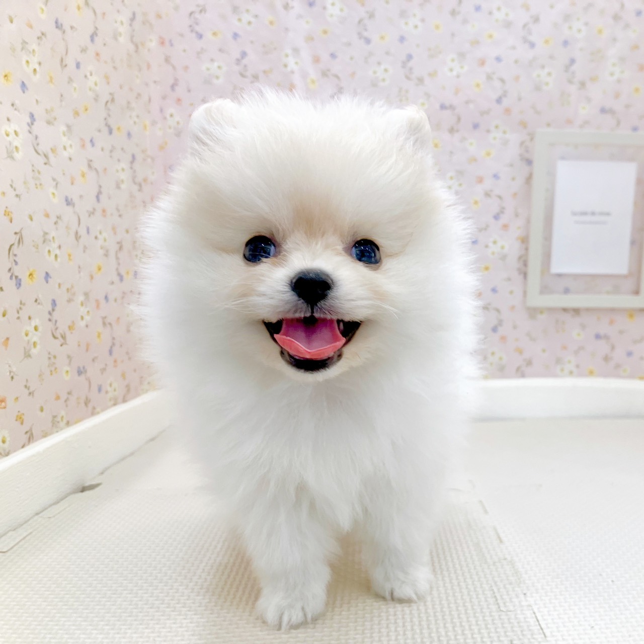 ポメラニアン男の子の写真