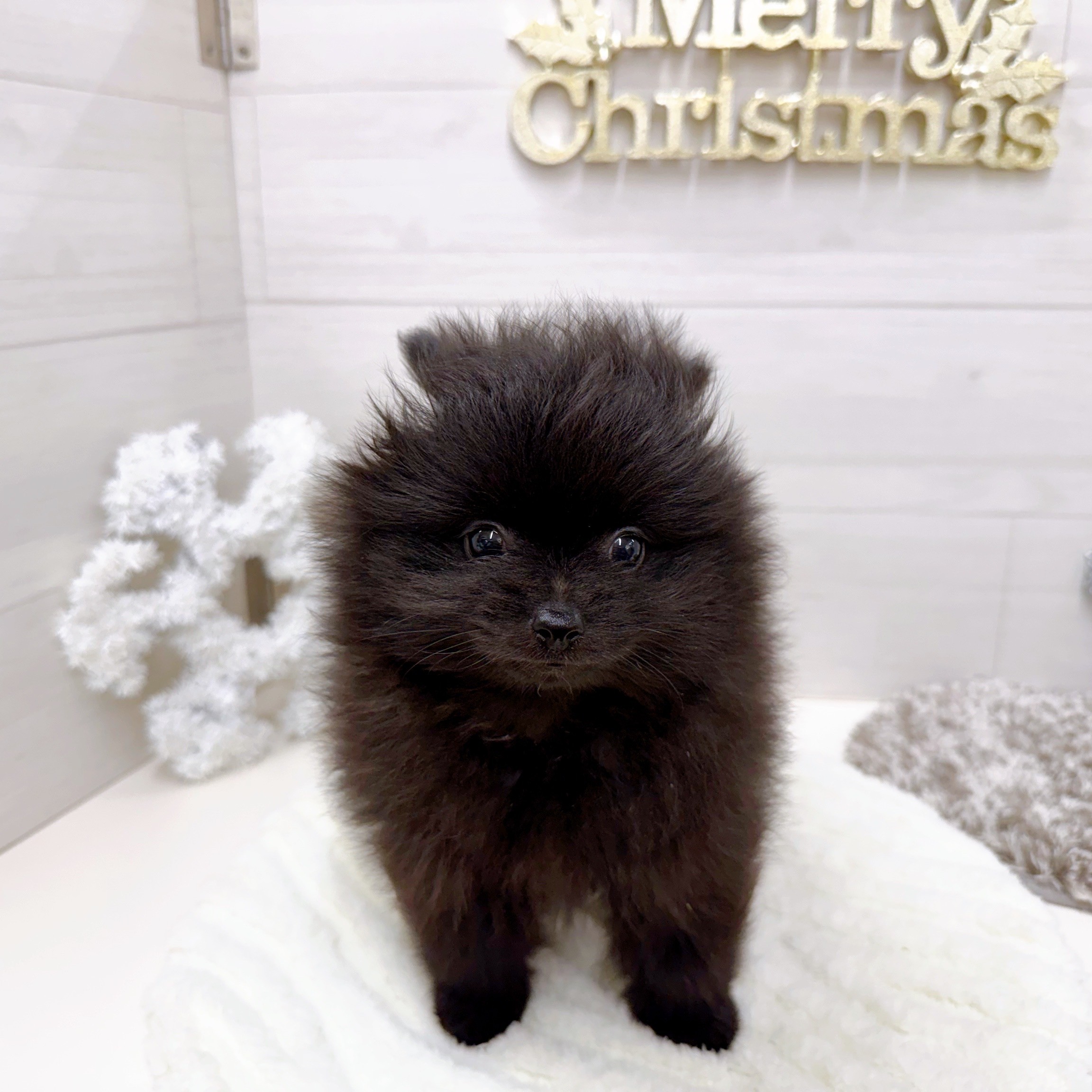 石川県のポメラニアン (犬の家＆猫の里アミーゴ金沢おこばた店/2025年9月28日生まれ/男の子/ブラック)の子犬の2枚目の画像