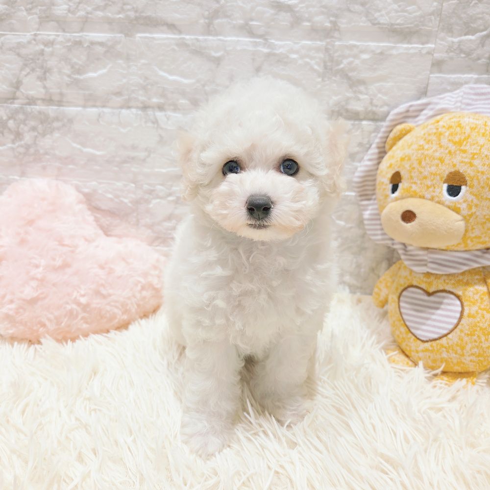 ビションフリーゼ女の子の写真