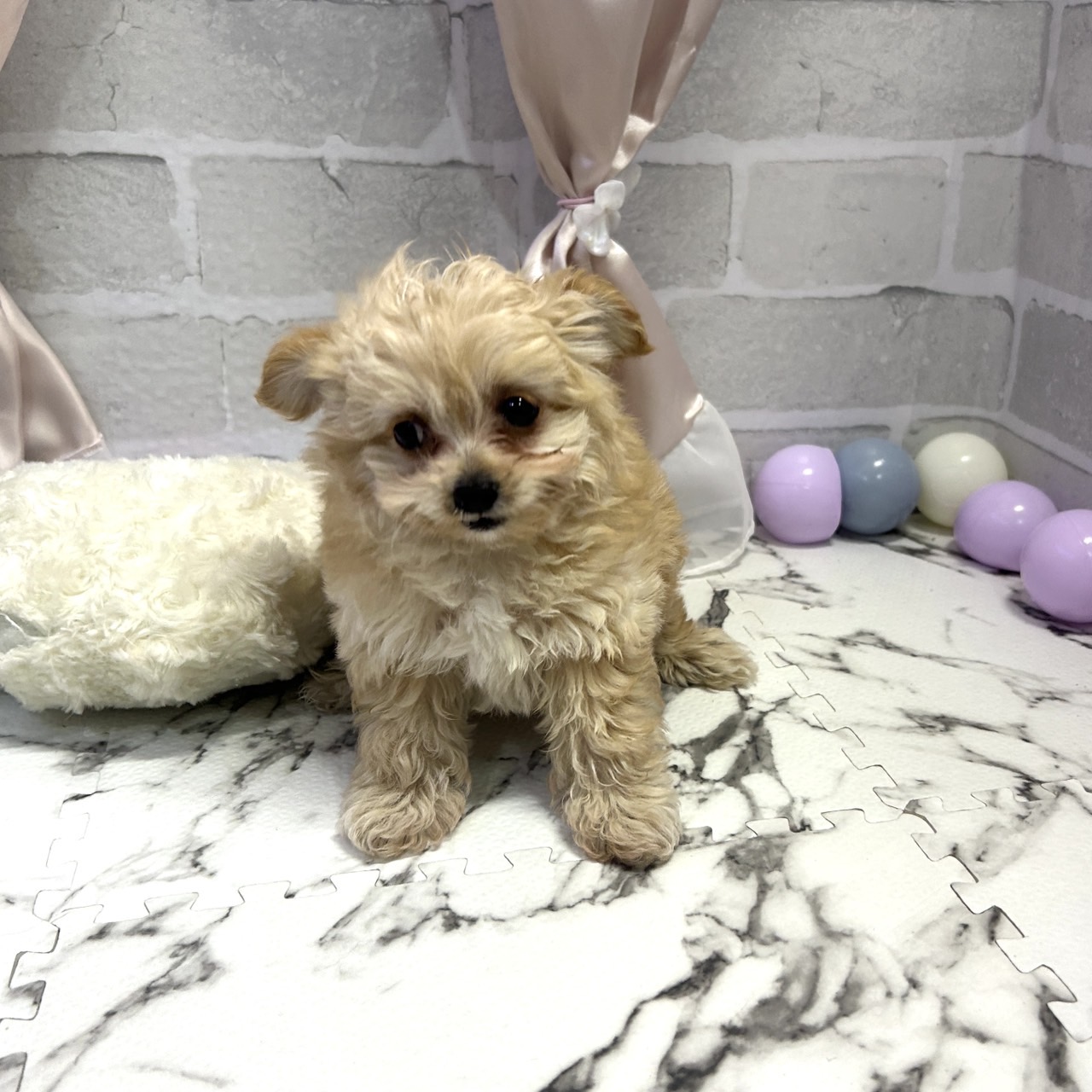 愛知県のチワプー/プーチー(チワワ×プードル) (犬の家＆猫の里岡崎店/2025年9月29日生まれ/女の子/アプリコットホワイト)の子犬の2枚目の画像