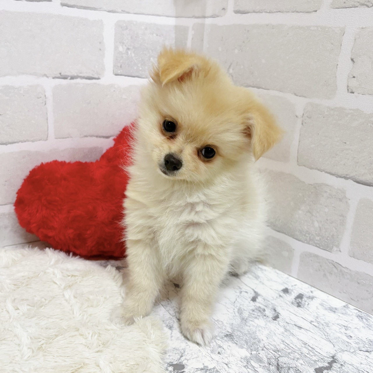 京都府のポメチワ/チワポメ/ポメチー(ポメラニアン×チワワ) (犬の家＆猫の里京都精華店/2025年9月21日生まれ/女の子/クリーム)の子犬の2枚目の画像