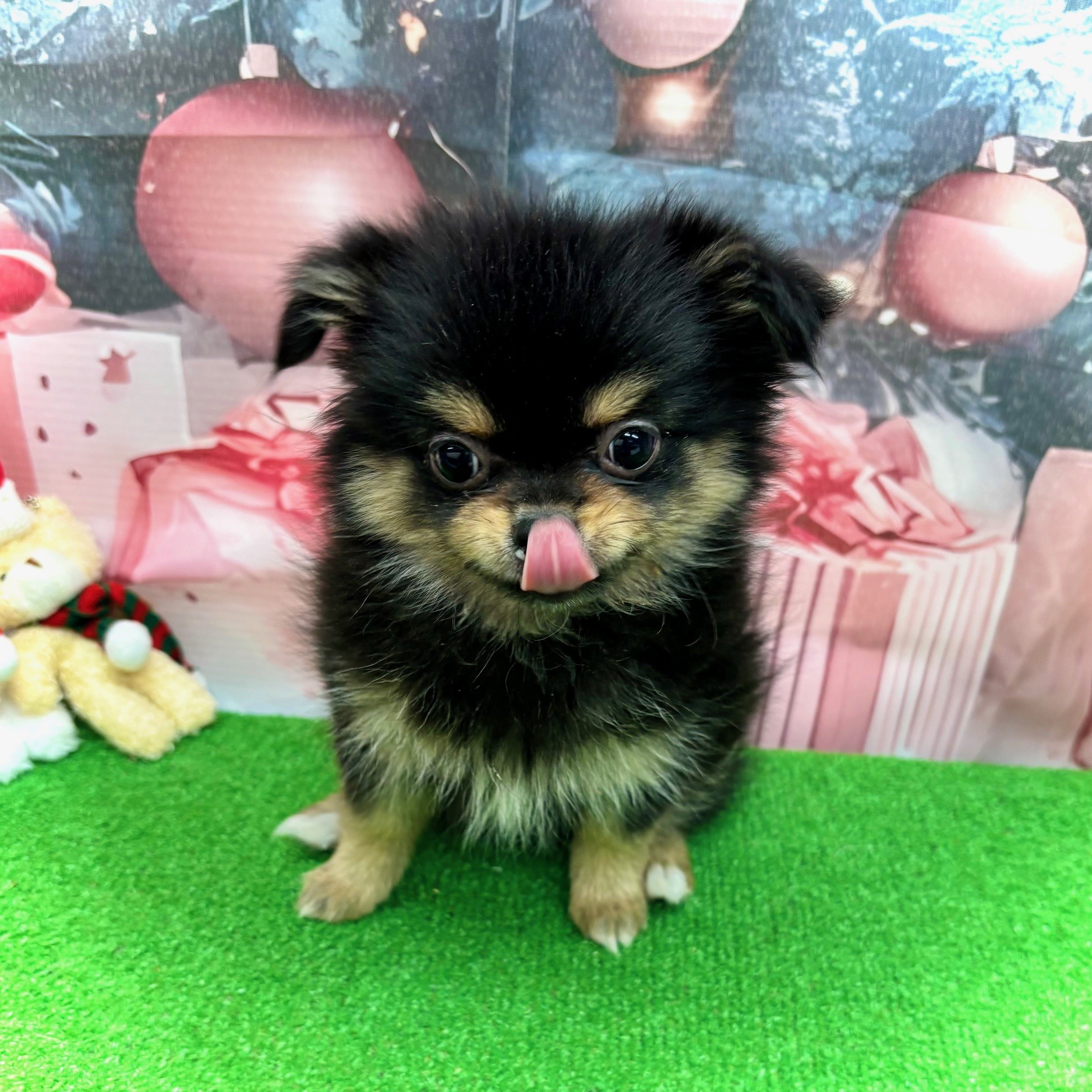愛知県のポメチワ/チワポメ/ポメチー(ポメラニアン×チワワ) (犬の家＆猫の里名古屋天白店/2025年9月21日生まれ/女の子/ブラックタン)の子犬の2枚目の画像
