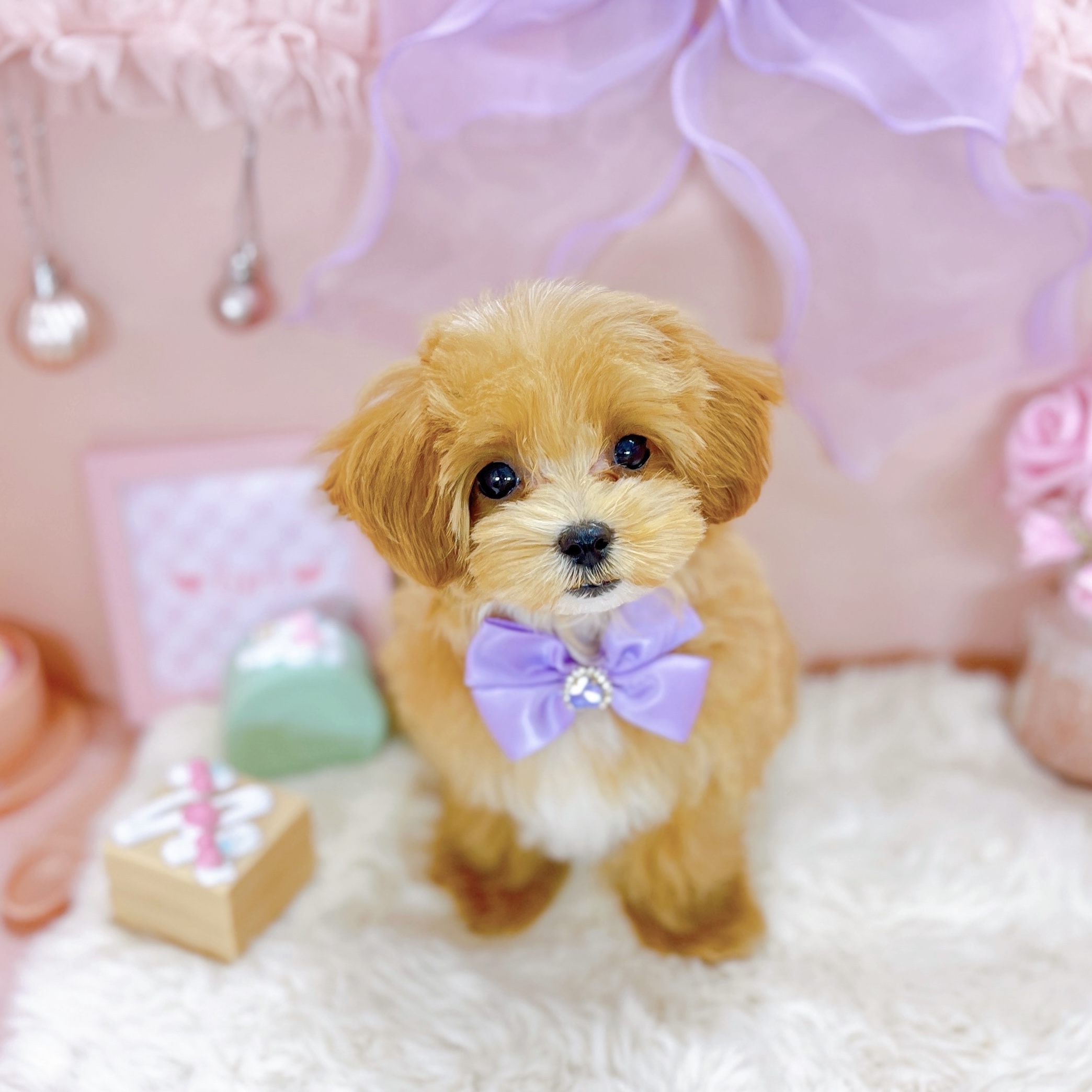 福井県のマルプー(マルチーズ×プードル) (犬の家＆猫の里アミーゴ福井大和田店/2025年9月29日生まれ/女の子/アプリコットホワイト)の子犬の2枚目の画像