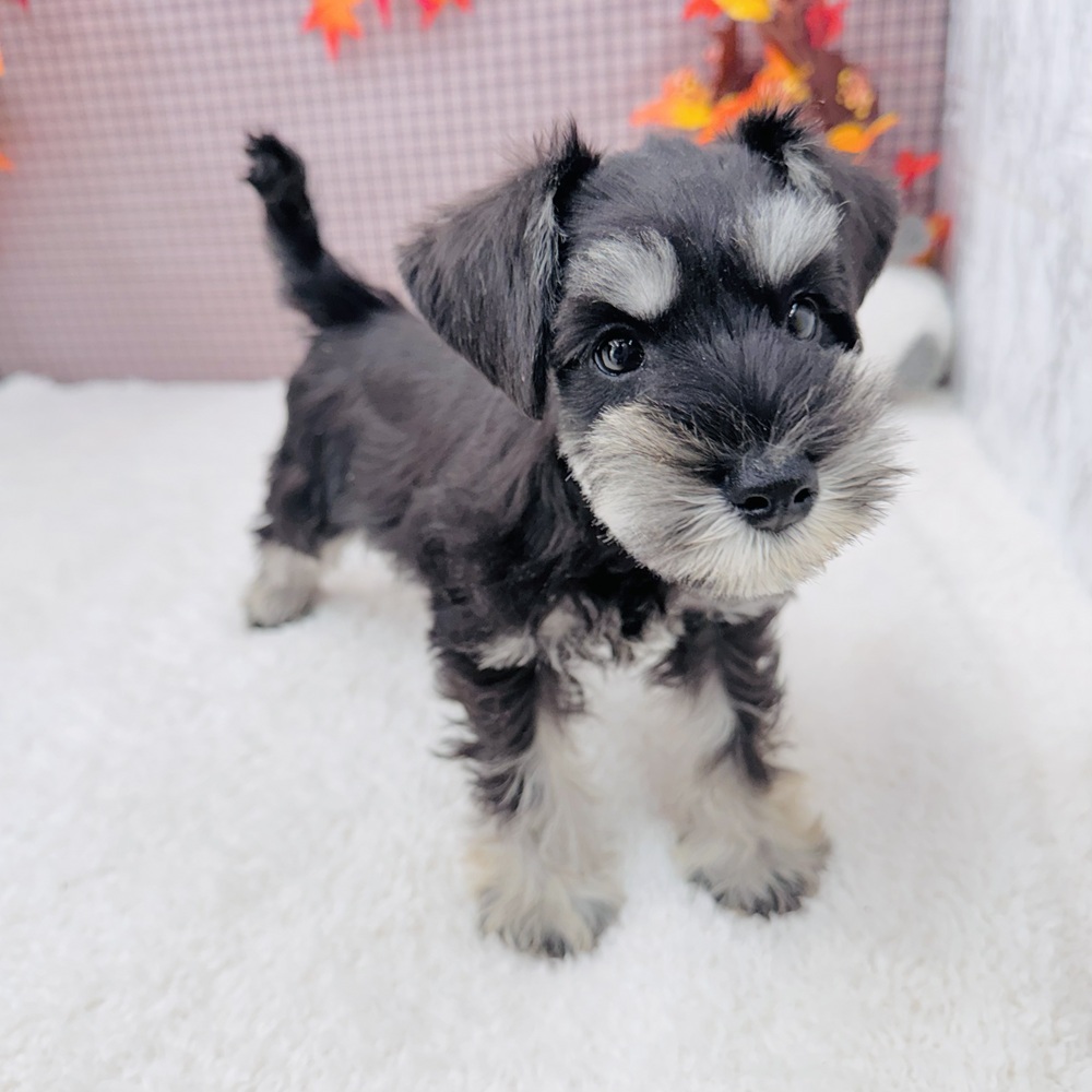 愛知県のミニチュアシュナウザー (犬の家＆猫の里エアポートウォーク店/2025年9月29日生まれ/女の子/ブラックシルバー)の子犬の2枚目の画像