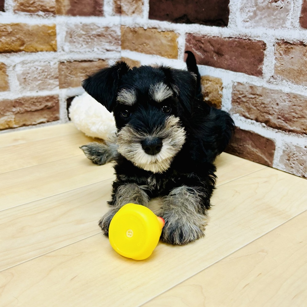 愛知県のミニチュアシュナウザー (犬の家＆猫の里七宝店/2025年9月29日生まれ/女の子/ブラックシルバー)の子犬の2枚目の画像