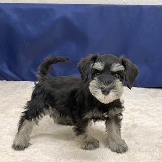 愛知県のミニチュアシュナウザー (犬の家＆猫の里一宮店/2025年9月29日生まれ/男の子/ブラックシルバー)の子犬の2枚目の画像