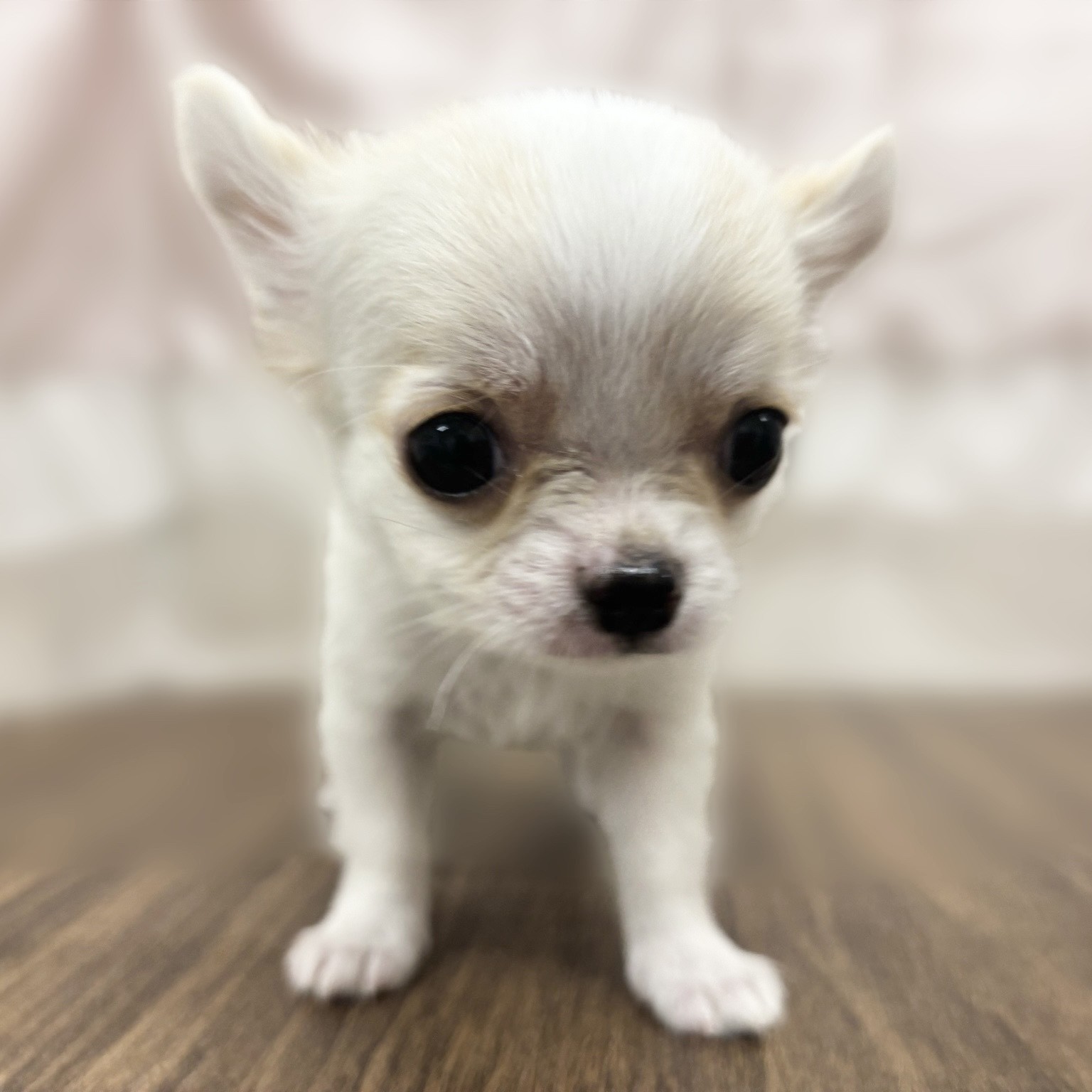 兵庫県のチワワ(ロング) (犬の家＆猫の里カナート西神戸店/2025年9月30日生まれ/男の子/クリームホワイト)の子犬の2枚目の画像