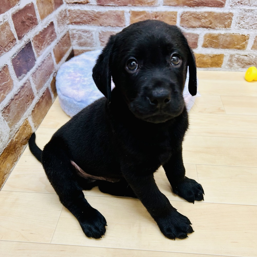 愛知県のラブラドールレトリーバー (犬の家＆猫の里七宝店/2025年10月1日生まれ/男の子/ブラック)の子犬の2枚目の画像