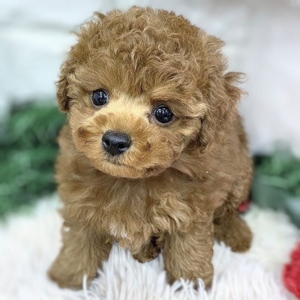 愛知県のトイプードル(トイ) (犬の家＆猫の里MEGAドン・キホーテ東海名和店/2025年9月30日生まれ/女の子/レッドフォーン)の子犬の1枚目の画像