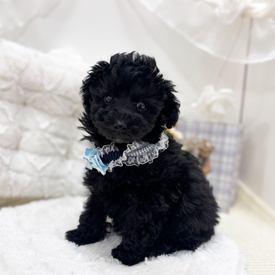 トイプードル男の子の写真