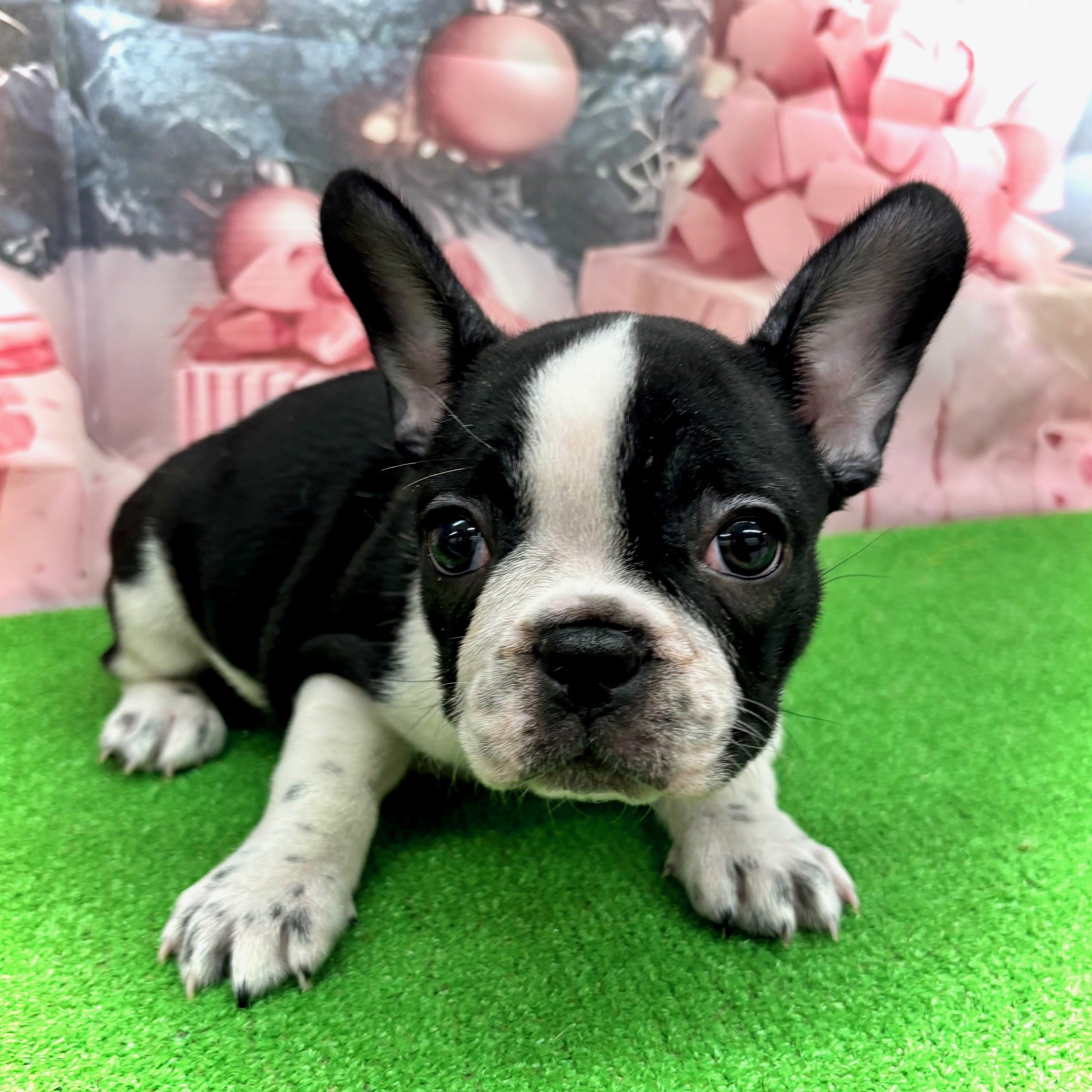 愛知県のフレンチブルドッグ (犬の家＆猫の里名古屋天白店/2025年10月1日生まれ/女の子/パイド)の子犬の2枚目の画像