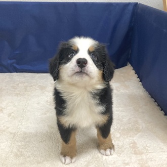 愛知県のバーニーズマウンテンドッグ (犬の家＆猫の里一宮店/2025年9月29日生まれ/女の子/ブラックラストホワイト)の子犬の2枚目の画像