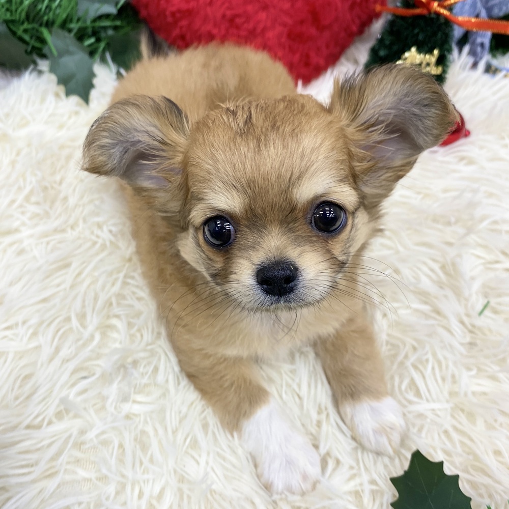 愛知県のチワワ(ロング) (犬の家＆猫の里MEGAドン・キホーテ東海名和店/2025年9月29日生まれ/女の子/レッドホワイト)の子犬の2枚目の画像