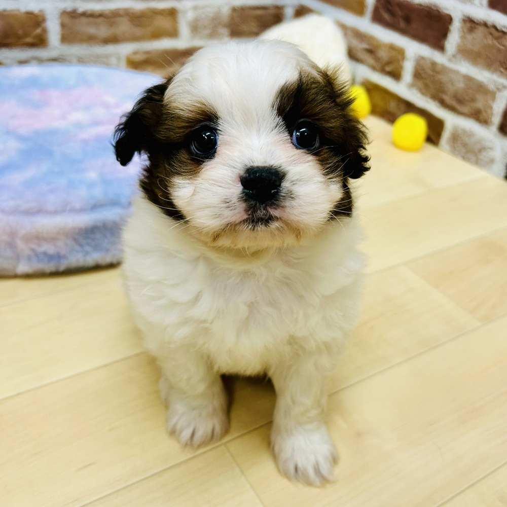 愛知県のポメズー/ポメシーズ(ポメラニアン×シーズー) (犬の家＆猫の里七宝店/2025年10月1日生まれ/男の子/ゴールドホワイト)の子犬の2枚目の画像