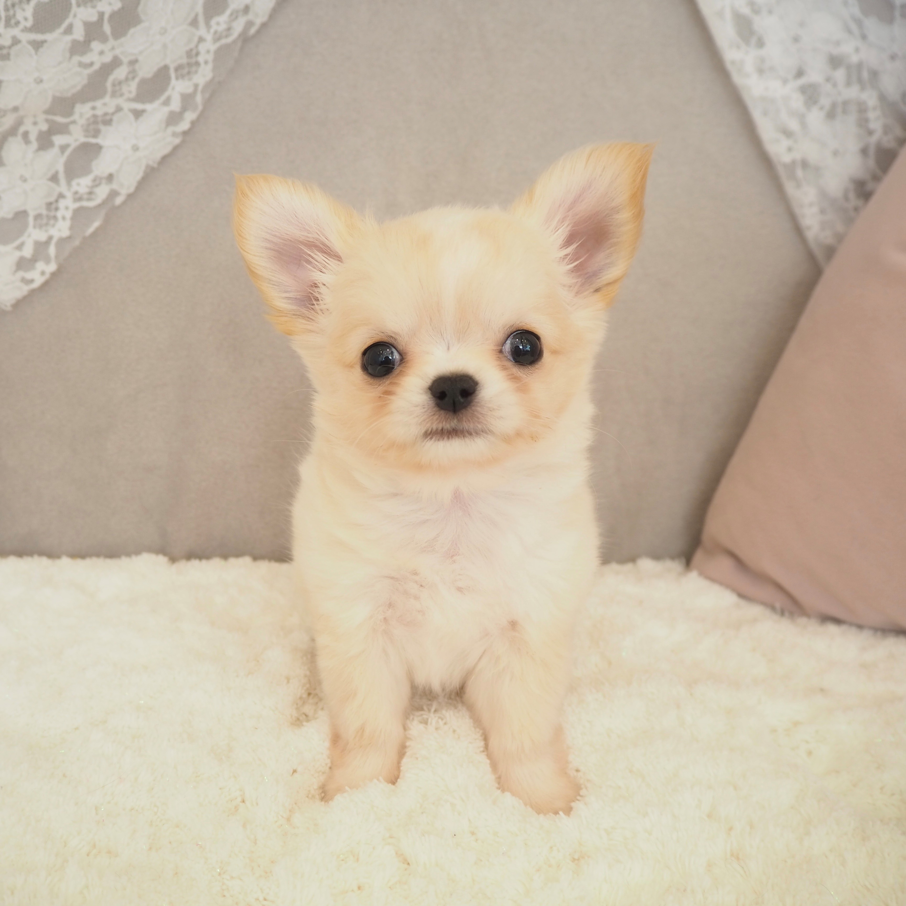 チワワ（ロング）女の子の写真