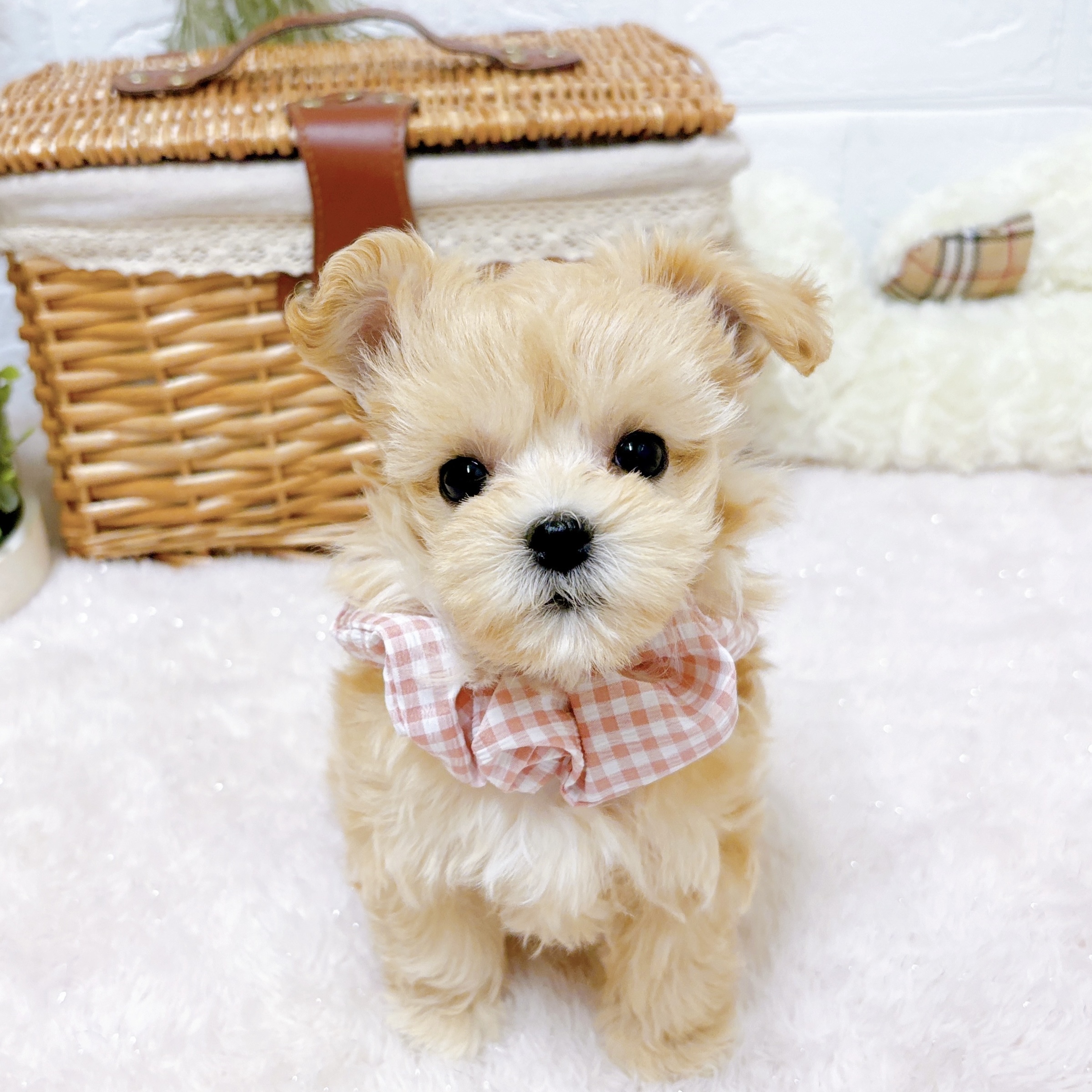 ハーフ犬女の子の写真