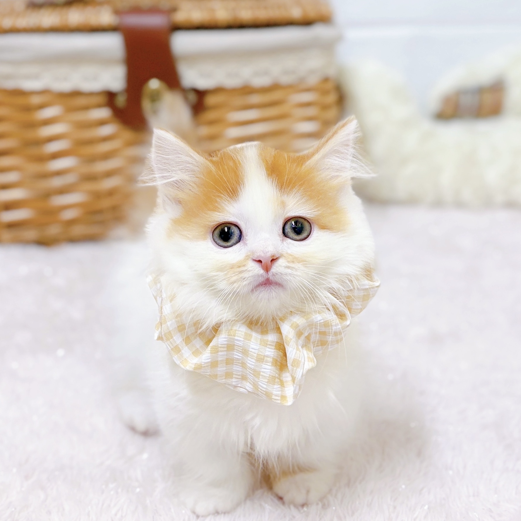 マンチカン女の子の写真