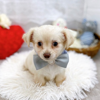 滋賀県のチワックス(チワワ×ダックス) (犬の家＆猫の里長浜店/2025年10月2日生まれ/女の子/クリーム)の子犬の1枚目の画像