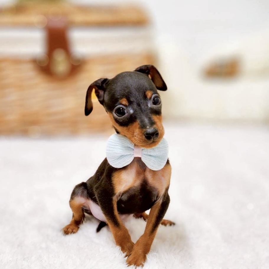 ミニチュアピンシャー男の子の写真