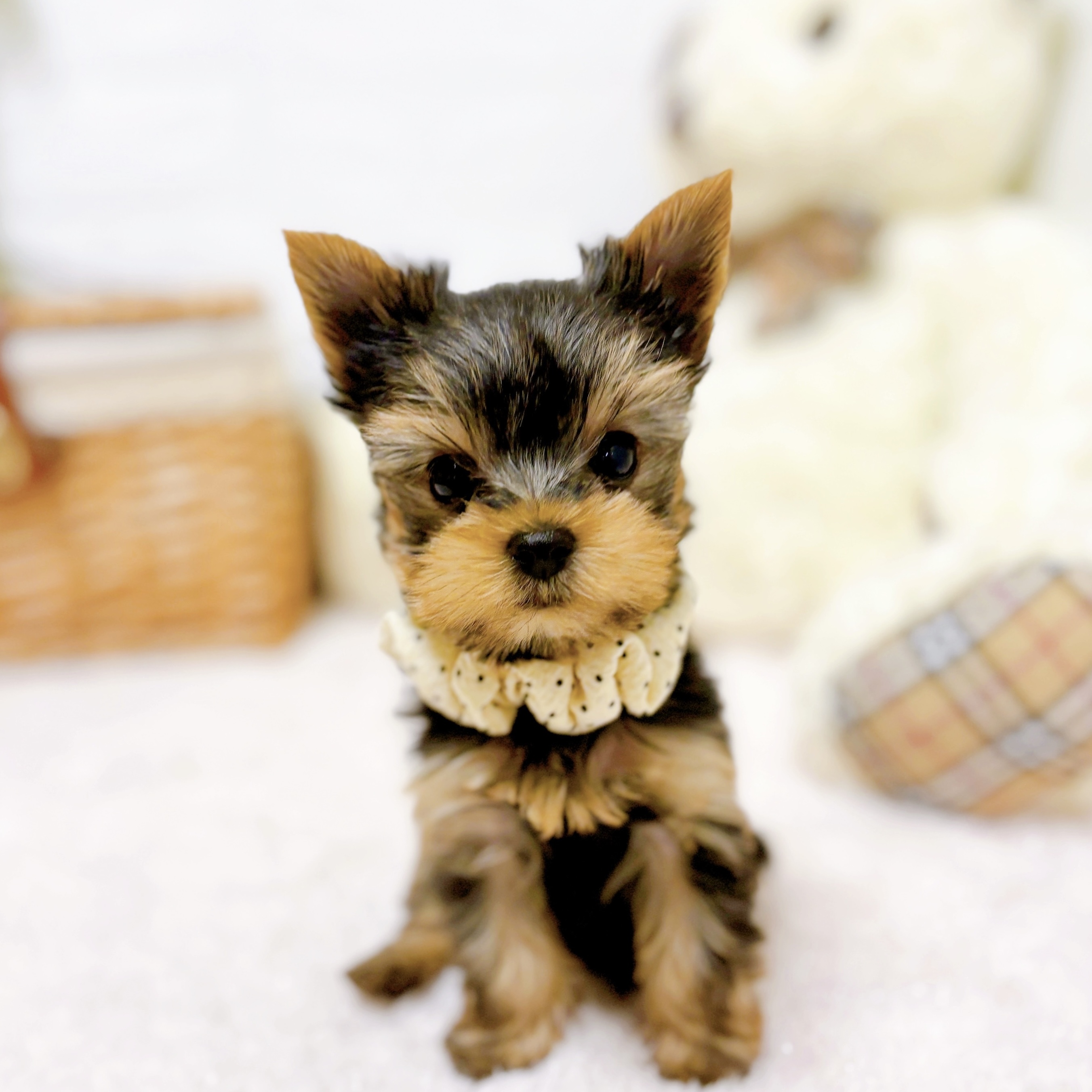 滋賀県のヨークシャーテリアの子犬を価格や特徴で探す|ペットショップ