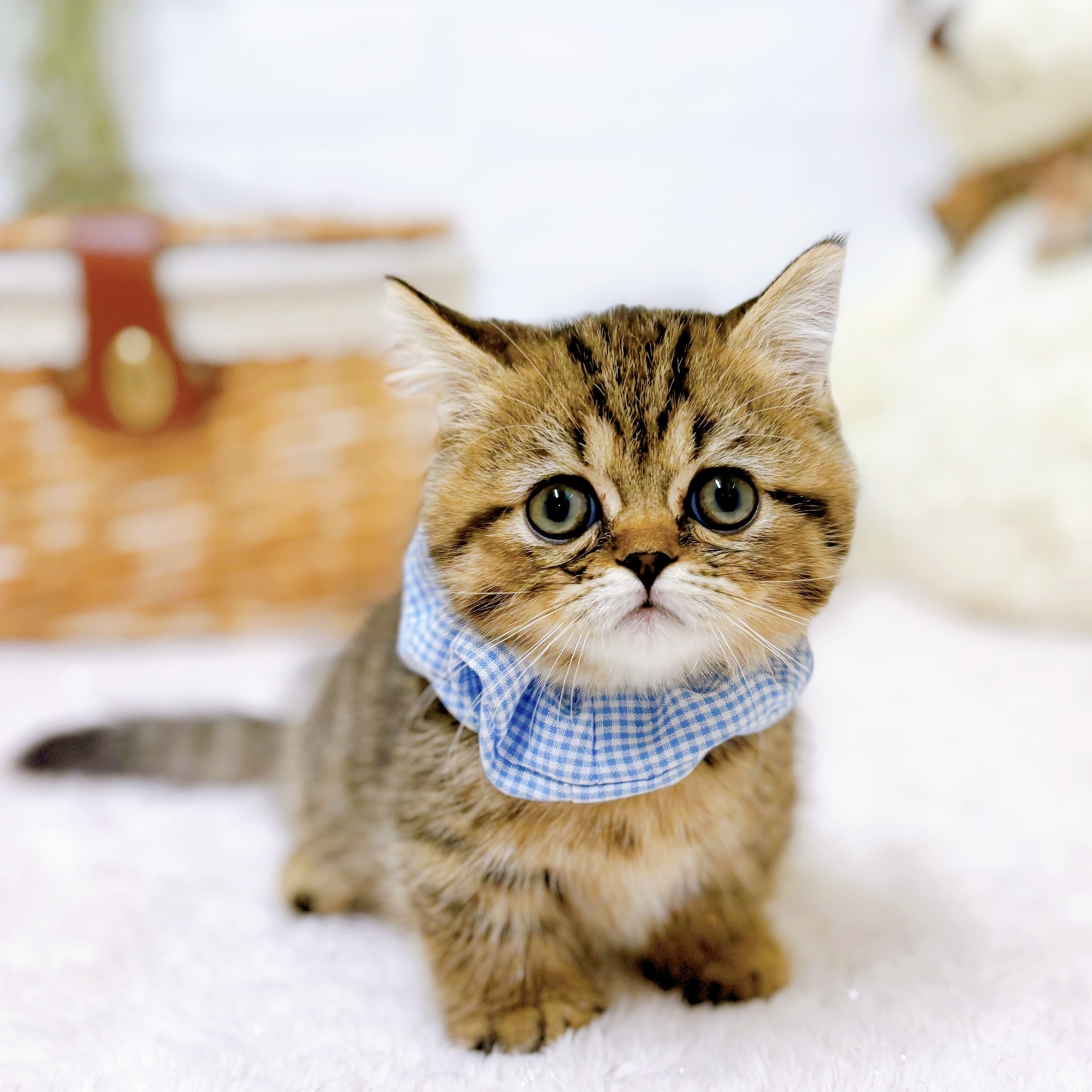 ミヌエット男の子の写真