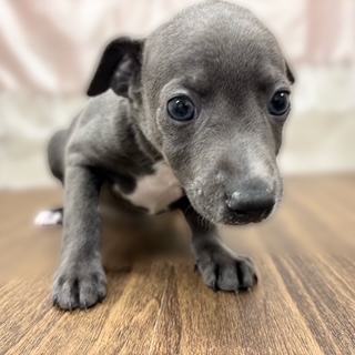 兵庫県のイタリアングレーハウンド (犬の家＆猫の里カナート西神戸店/2025年10月1日生まれ/男の子/ブルーホワイト)の子犬の2枚目の画像