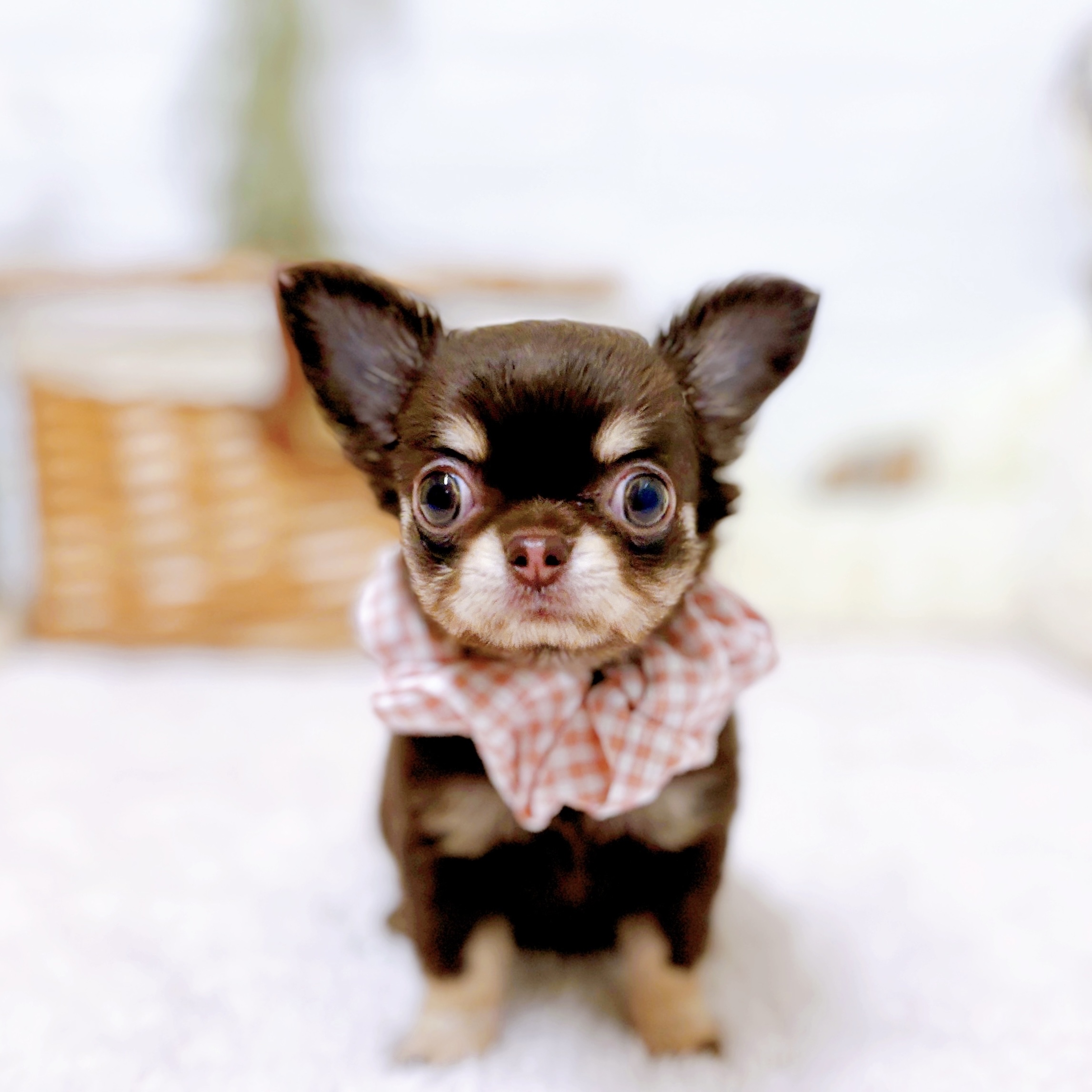 チワワ（ロング）女の子の写真