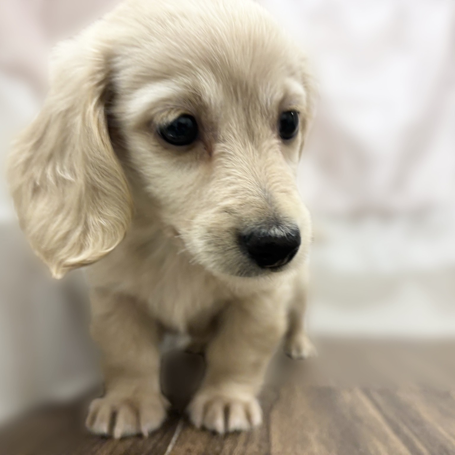 兵庫県のミニチュアダックスフンド(ロング) (犬の家＆猫の里カナート西神戸店/2025年9月30日生まれ/男の子/イエロー)の子犬の2枚目の画像