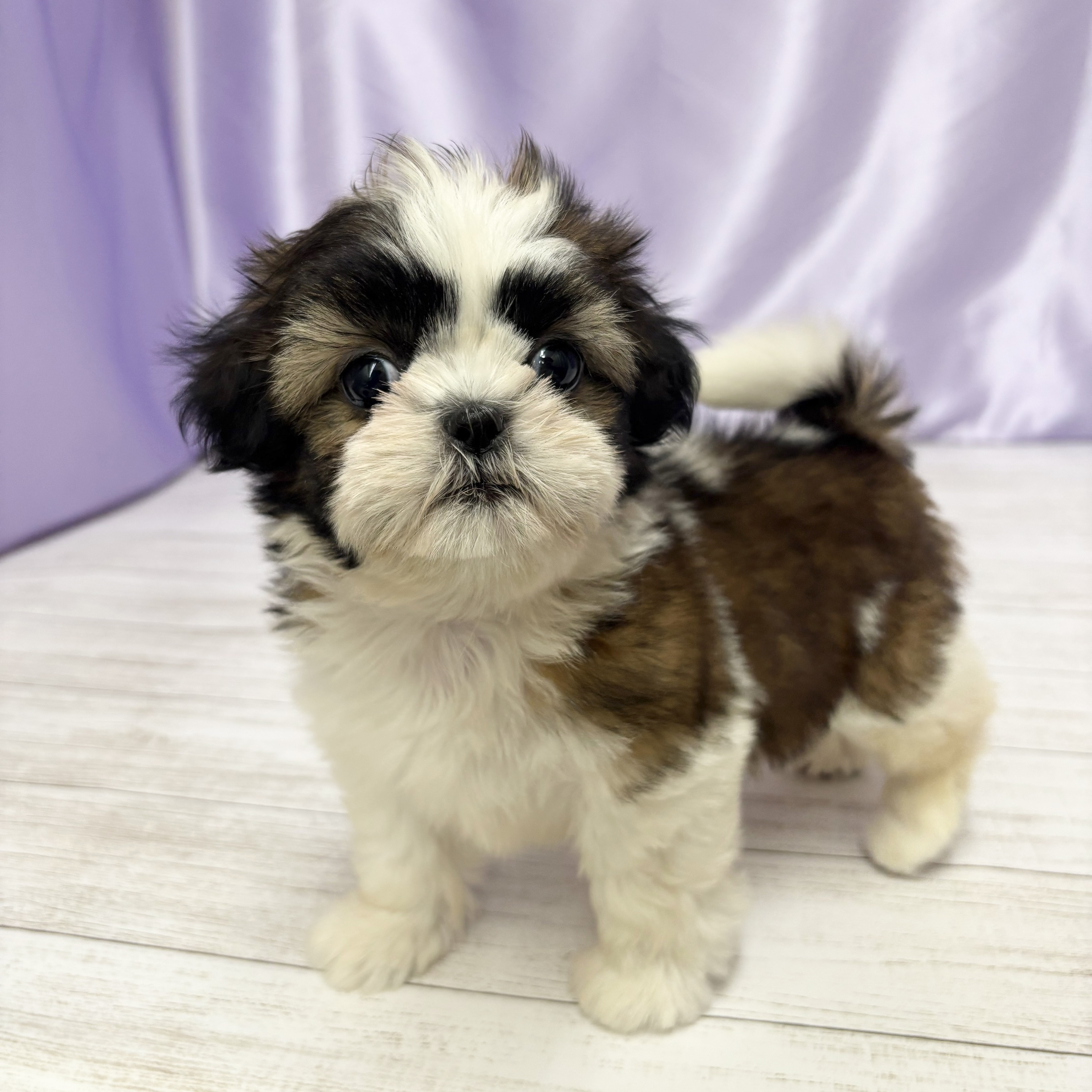 兵庫県のシーズー (犬の家＆猫の里尼崎店/2025年9月27日生まれ/女の子/ホワイトゴールド)の子犬の2枚目の画像