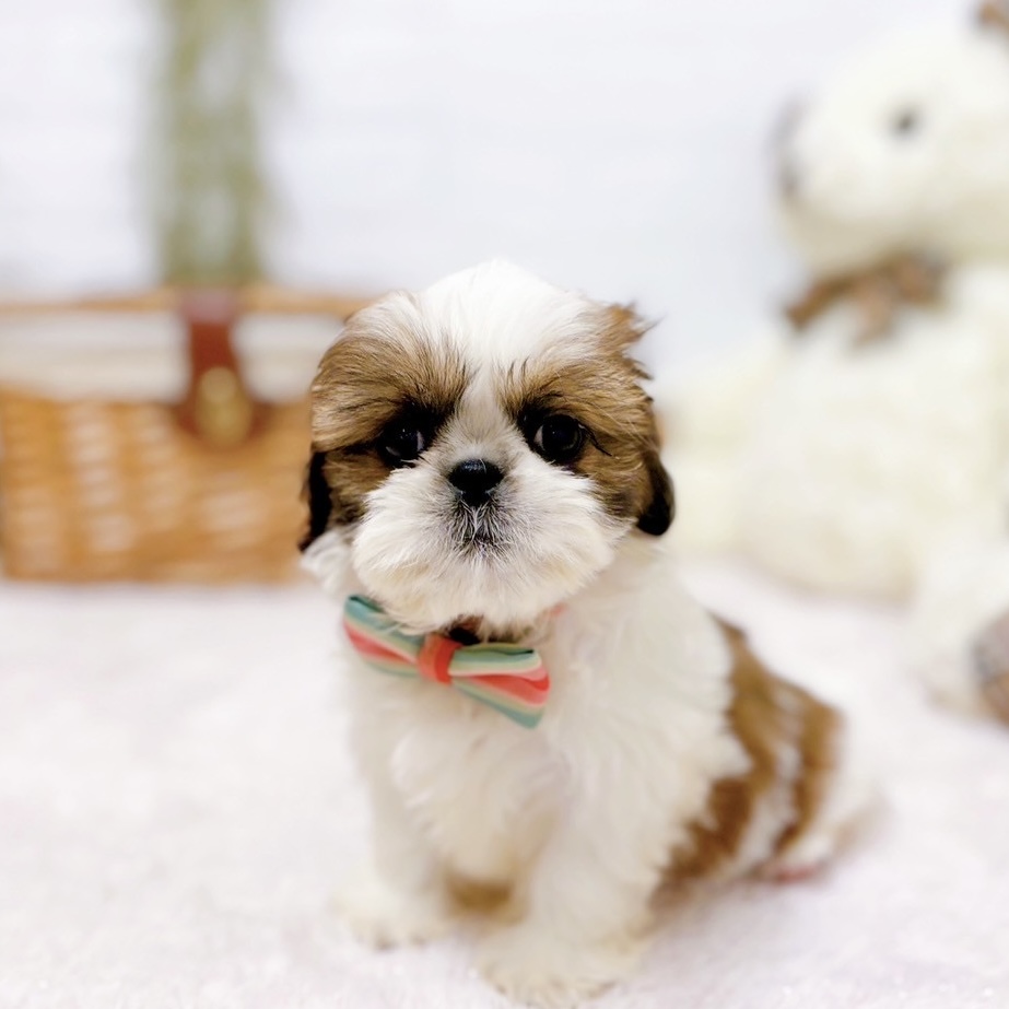 シーズー女の子の写真