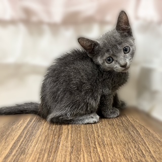 兵庫県のロシアンブルー (犬の家＆猫の里カナート西神戸店/2025年10月1日生まれ/男の子/ブルー)の子猫の2枚目の画像