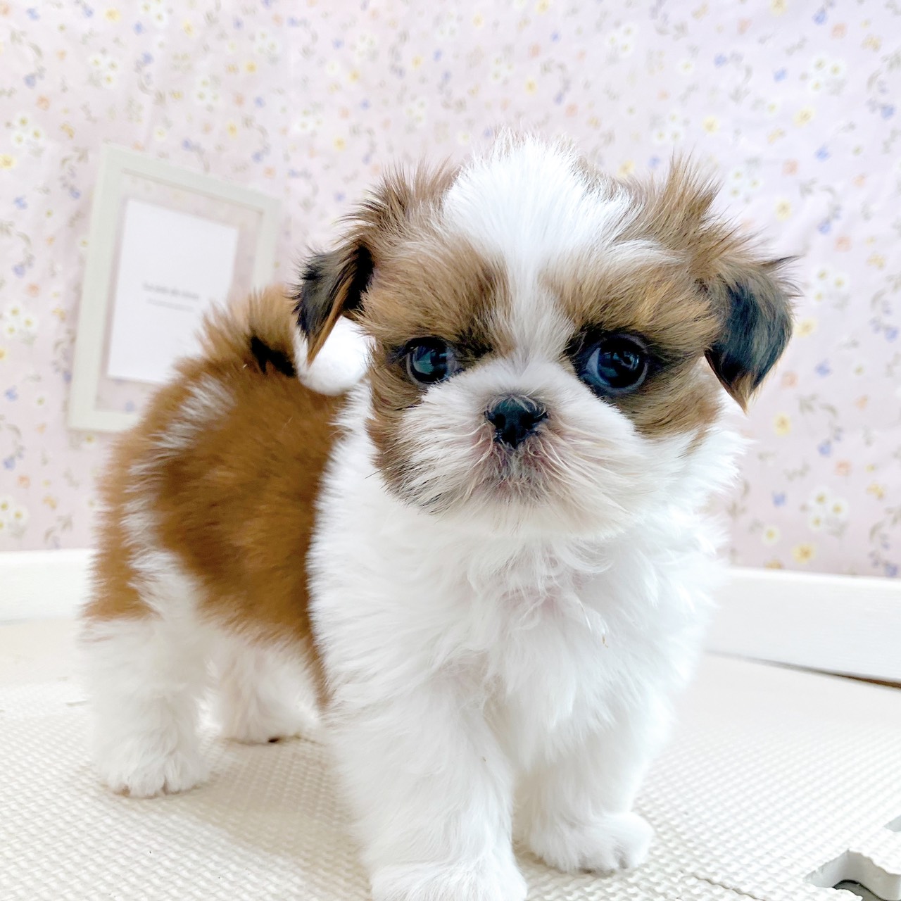 石川県のシーズー (犬の家＆猫の里金沢店/2025年10月3日生まれ/男の子/ゴールドホワイト)の子犬の2枚目の画像