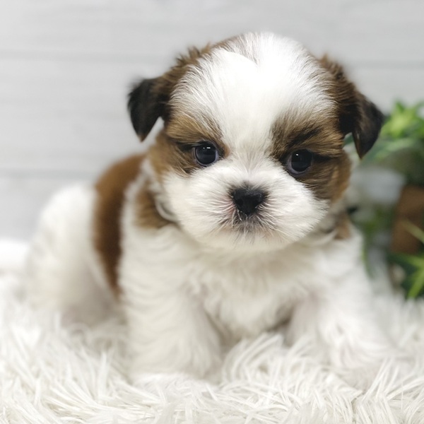 愛知県のシーズー (犬の家＆猫の里豊田店/2025年10月3日生まれ/男の子/ゴールドホワイト)の子犬の1枚目の画像