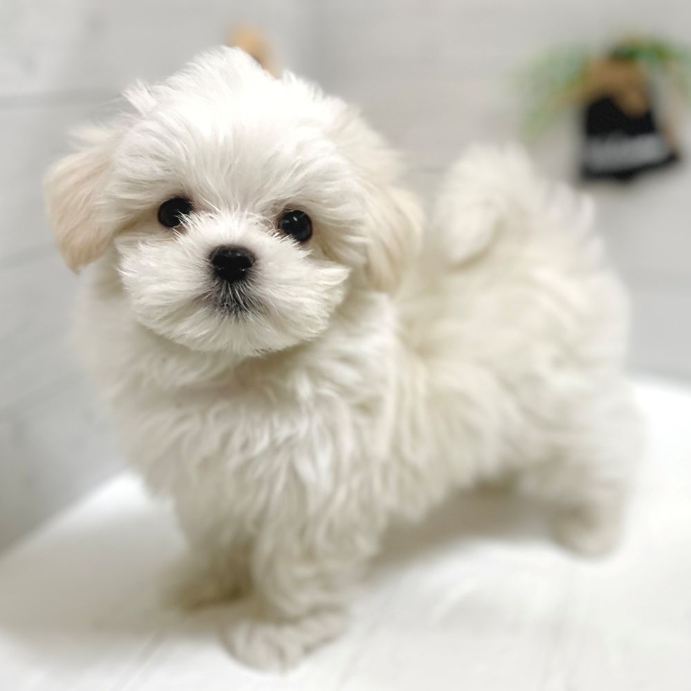 愛知県のマルチーズ (犬の家＆猫の里豊田店/2025年10月4日生まれ/男の子/ホワイト)の子犬の2枚目の画像