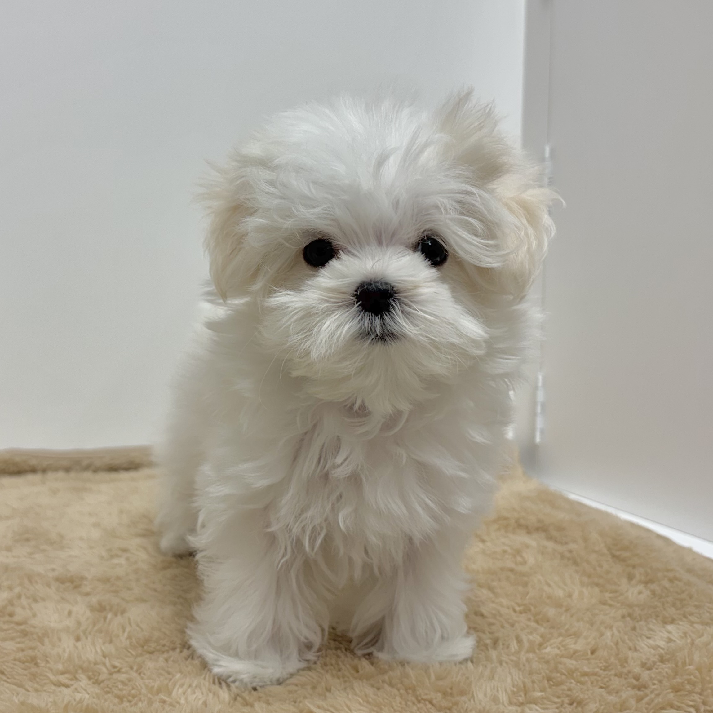 神奈川県のマルチーズ (犬の家＆猫の里相模原店/2025年10月4日生まれ/女の子/ホワイト)の子犬の2枚目の画像