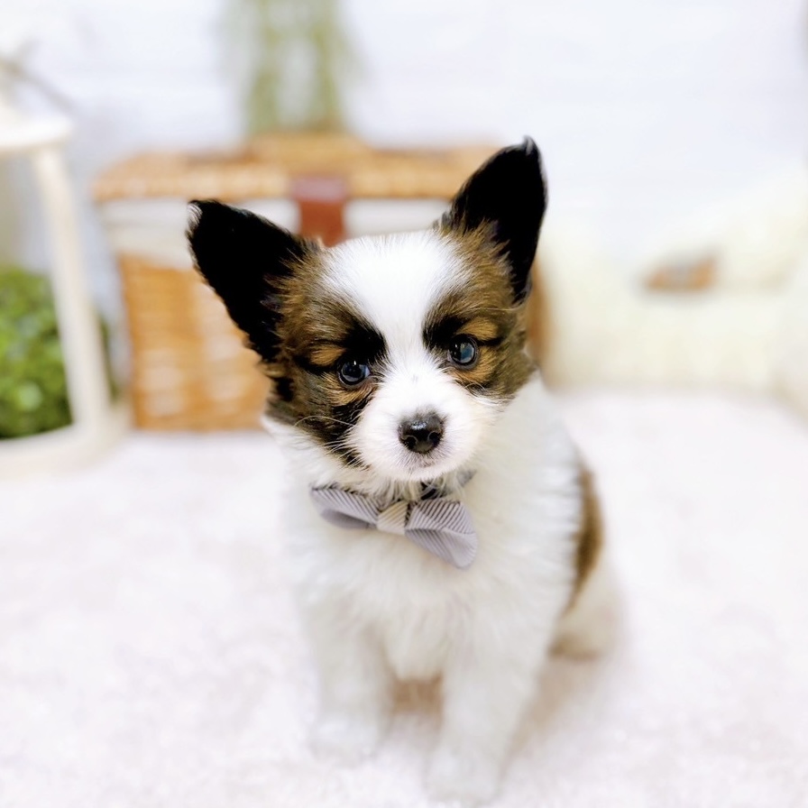 パピヨン男の子の写真