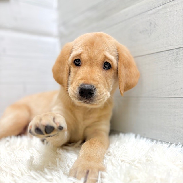 愛知県のラブラドールレトリーバー (犬の家＆猫の里豊田店/2025年10月4日生まれ/女の子/イエロー)の子犬の2枚目の画像