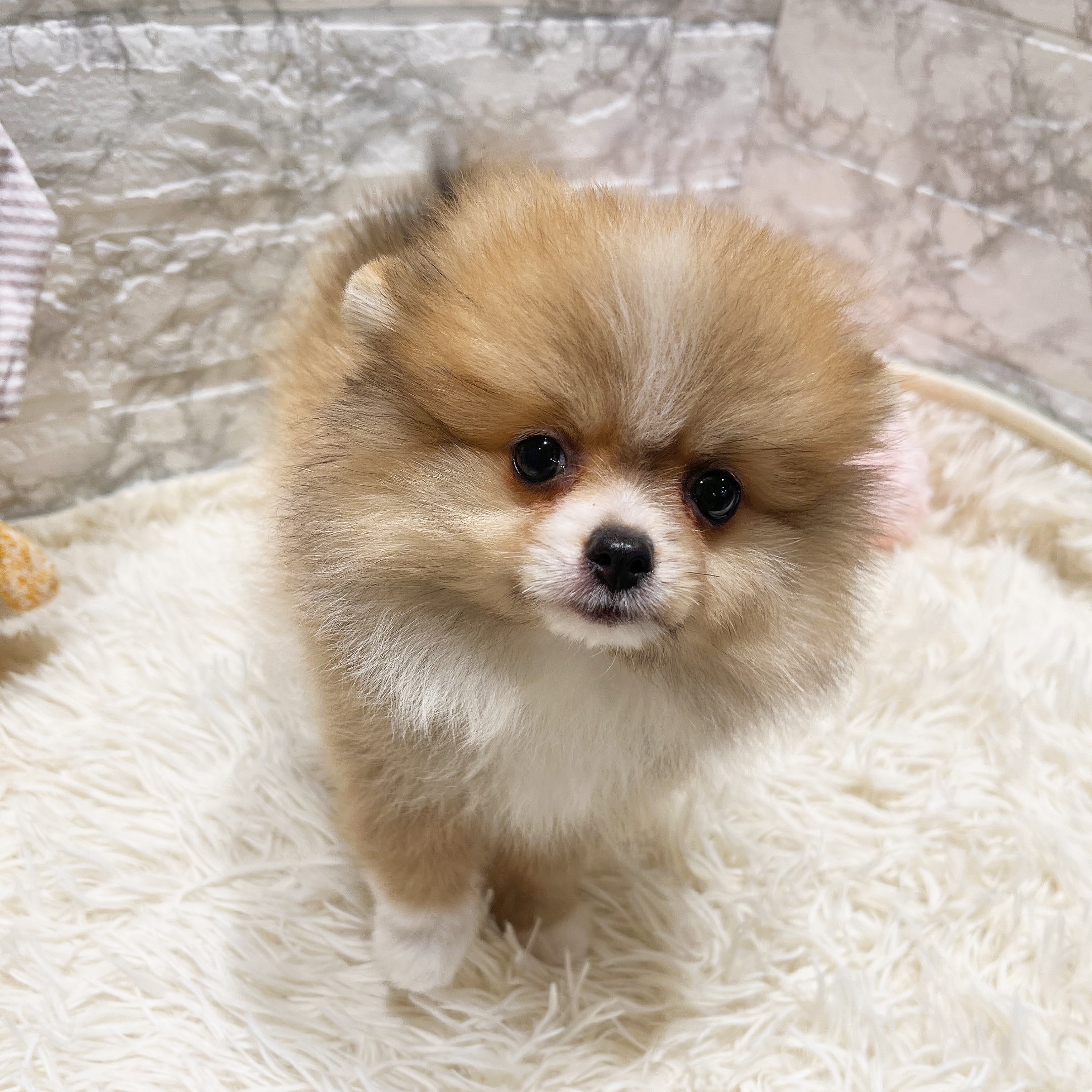 愛知県のポメラニアン (犬の家＆猫の里MiO香久山店/2025年9月30日生まれ/女の子/オレンジホワイト)の子犬の2枚目の画像