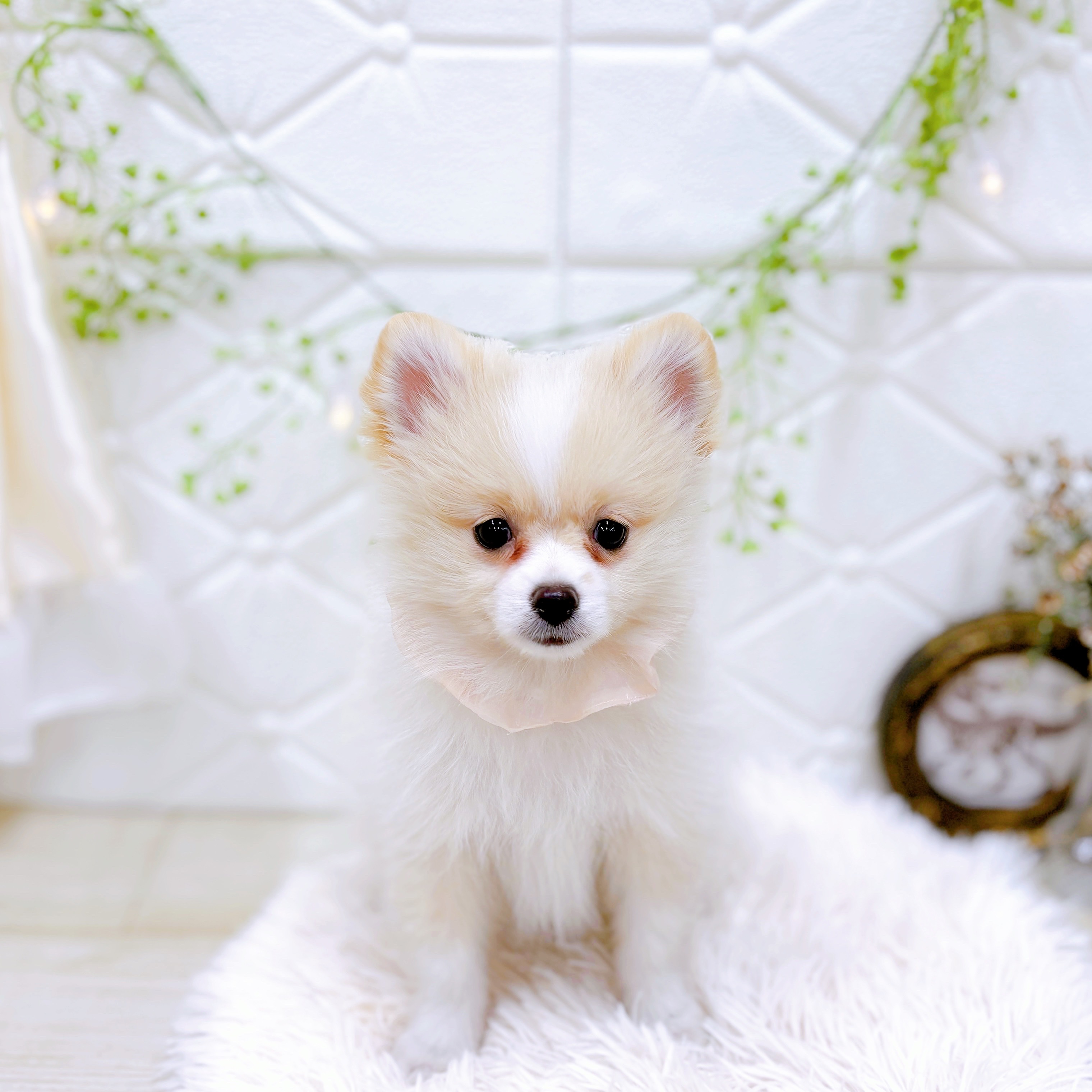 福井県のポメラニアン (犬の家＆猫の里アミーゴ福井店/2025年9月30日生まれ/女の子/クリームホワイト)の子犬の2枚目の画像