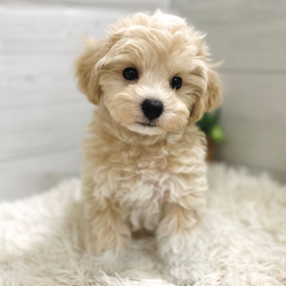 愛知県のマルプー(マルチーズ×プードル) (犬の家＆猫の里豊田店/2025年10月3日生まれ/男の子/クリームホワイト)の子犬の2枚目の画像