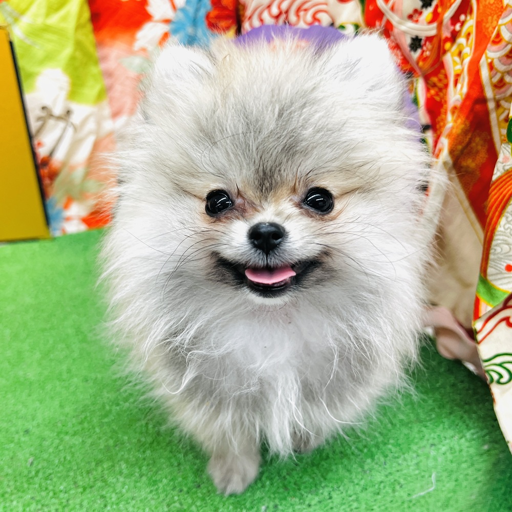 愛知県のポメラニアン (犬の家＆猫の里名古屋天白店/2025年9月28日生まれ/女の子/ウルフセーブル)の子犬の2枚目の画像