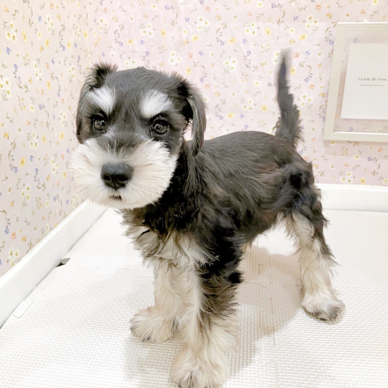 石川県のミニチュアシュナウザー (犬の家＆猫の里金沢店/2025年10月3日生まれ/男の子/ブラックシルバー)の子犬の2枚目の画像