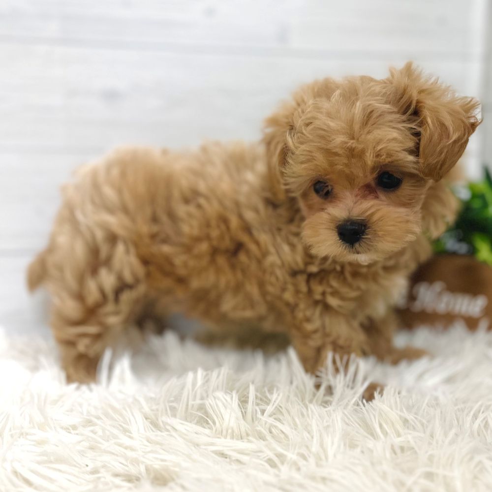 愛知県のマルプー(マルチーズ×プードル) (犬の家＆猫の里豊田店/2025年10月5日生まれ/女の子/アプリコット)の子犬の2枚目の画像