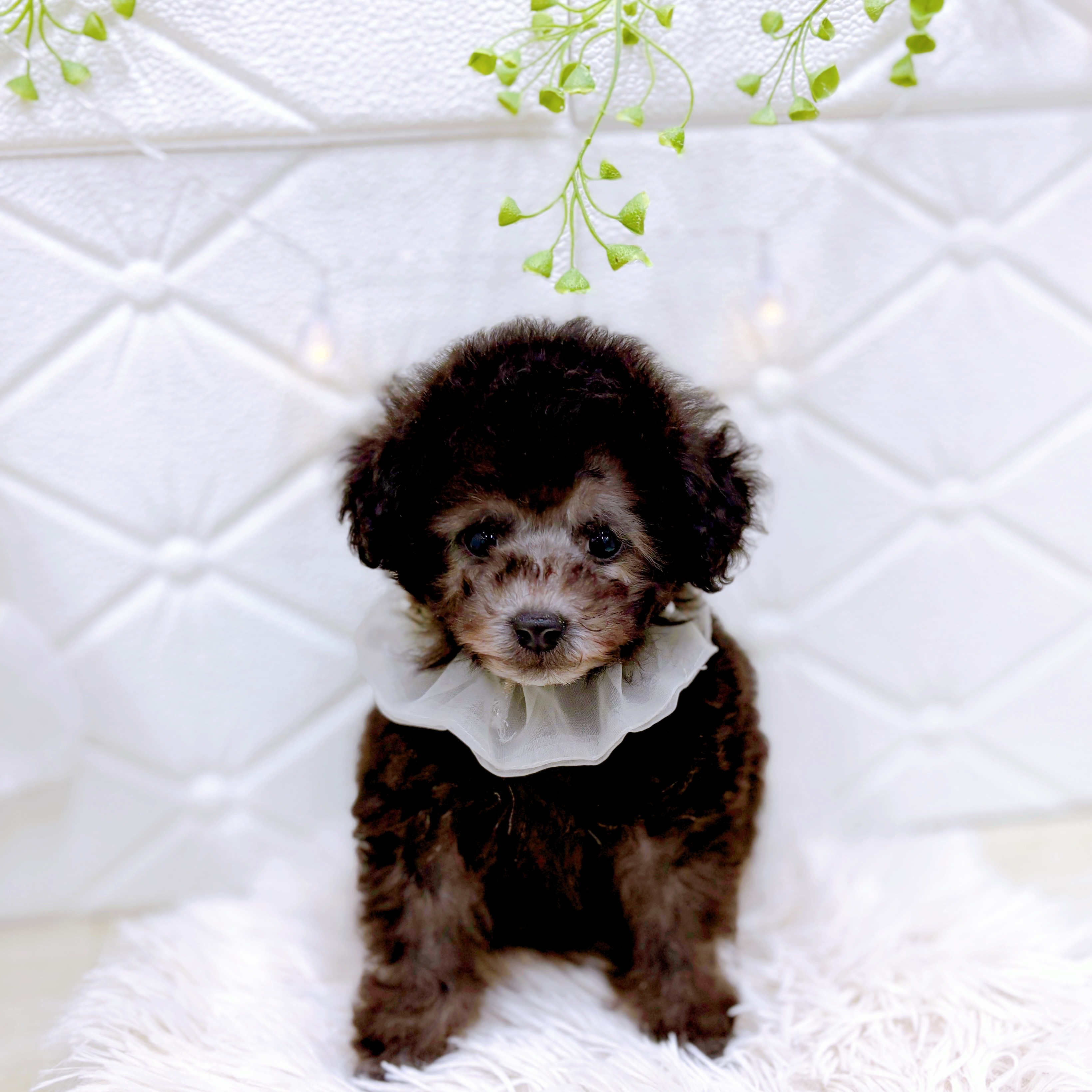 トイプードル男の子の写真