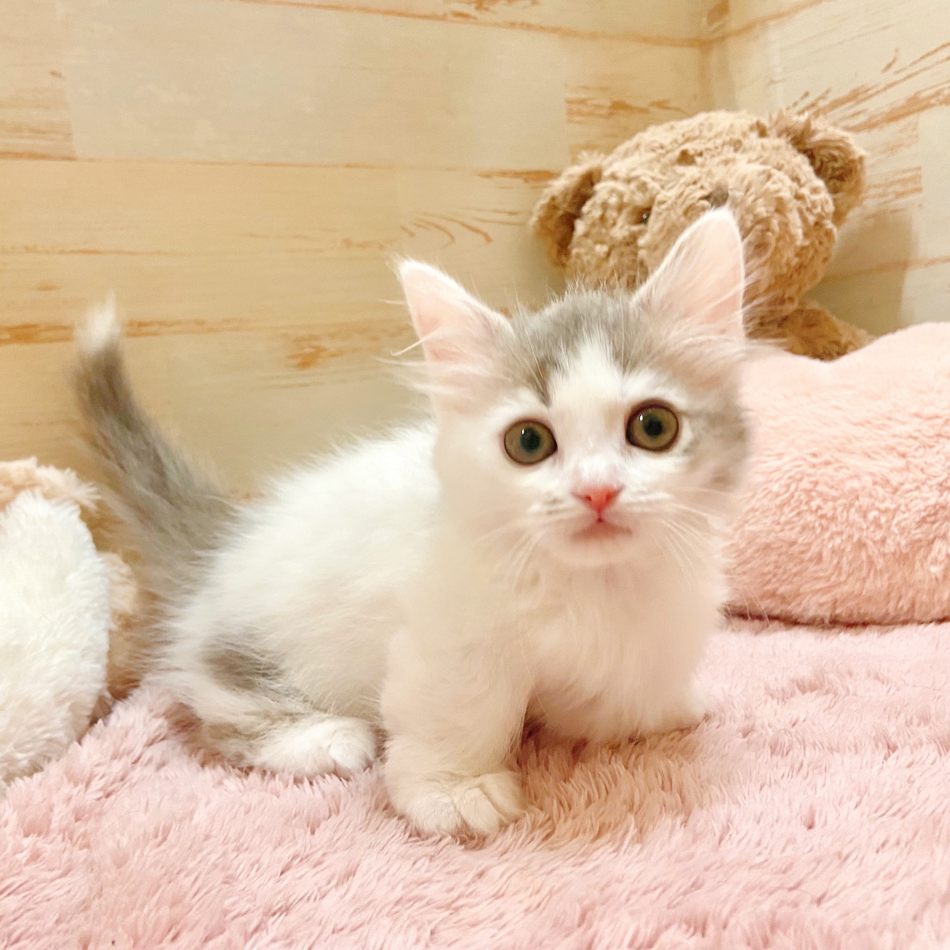 兵庫県のミヌエット (犬の家＆猫の里神戸店/2025年10月5日生まれ/女の子/ブルータビーホワイト)の子猫の2枚目の画像