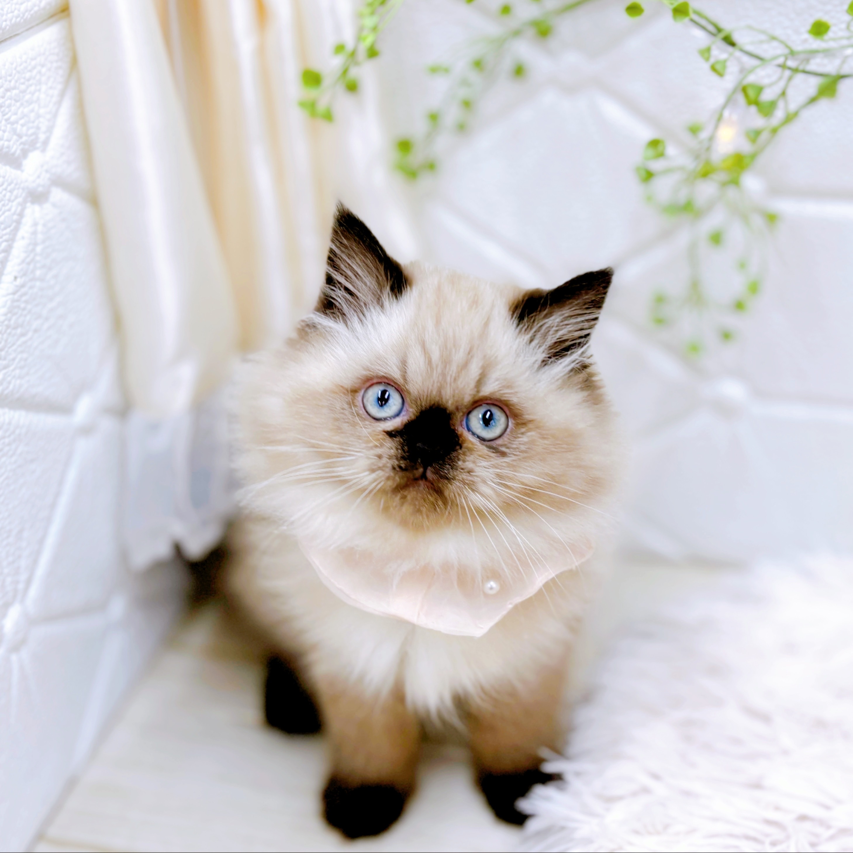 福井県のヒマラヤン (犬の家＆猫の里アミーゴ福井店/2025年10月4日生まれ/女の子/シールポイント)の子猫の1枚目の画像