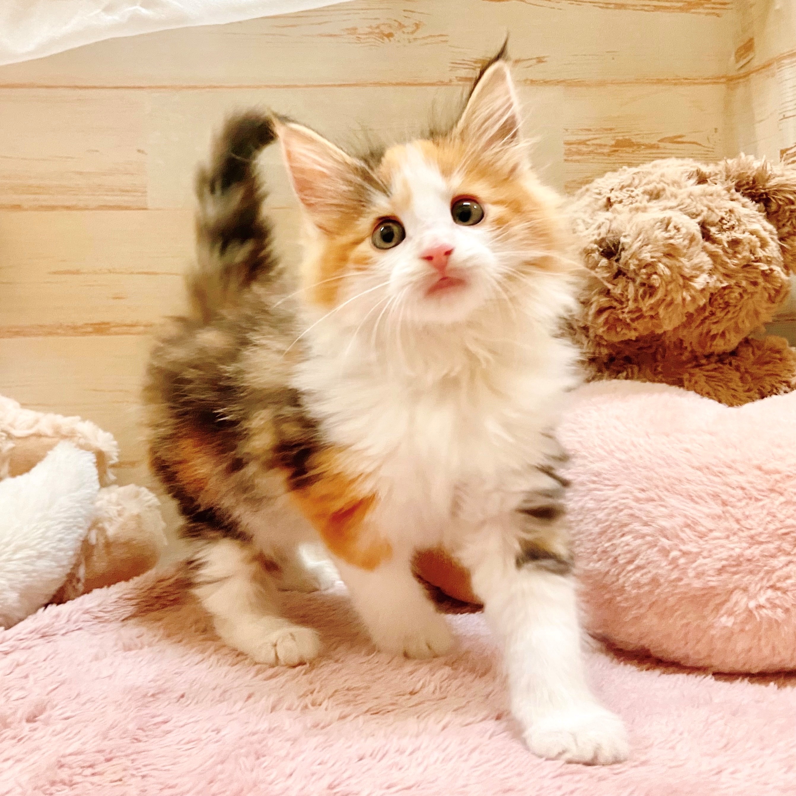 兵庫県のノルウェージャンフォレストキャット (犬の家＆猫の里神戸店/2025年10月3日生まれ/女の子/ブラウンパッチドタビーホワイト)の子猫の2枚目の画像