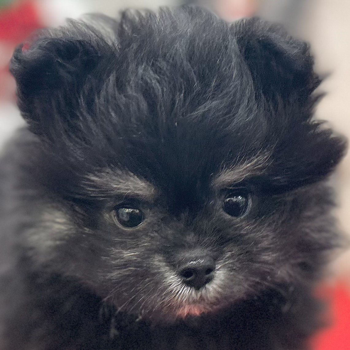 ハーフ犬男の子の写真