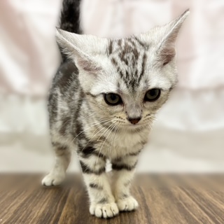 兵庫県のアメリカンショートヘアー (犬の家＆猫の里カナート西神戸店/2025年10月3日生まれ/男の子/シルバータビー)の子猫の2枚目の画像